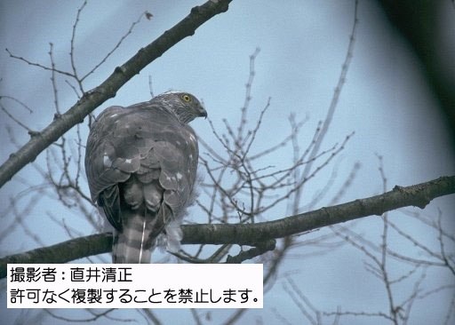 写真を拡大表示します 写真を拡大表示します