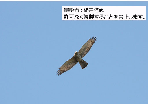 写真を拡大表示します 写真を拡大表示します