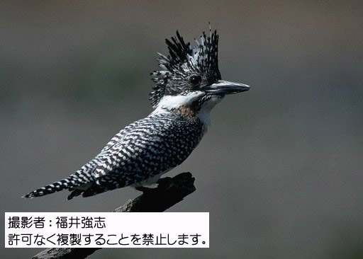 写真を拡大表示します 写真を拡大表示します