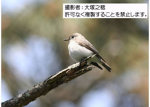 写真を拡大表示します 写真を拡大表示します