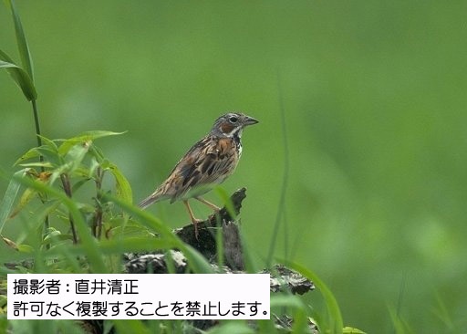 写真を拡大表示します 写真を拡大表示します