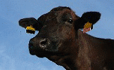 農場や牧場で育てられた牛がと畜検査員の検査を受け食卓に届けられるまでの写真