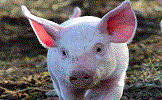 農場や牧場で育てられた豚がと畜検査員の検査を受け食卓に届けられるまでの写真