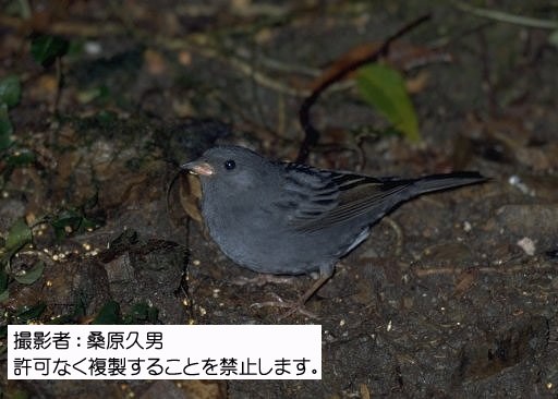 写真を拡大表示します 写真を拡大表示します
