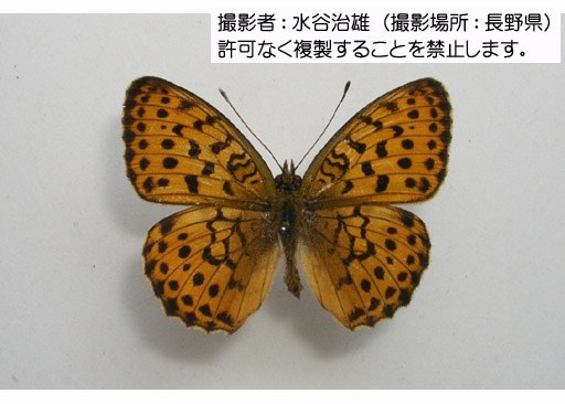 写真を拡大表示します 写真を拡大表示します