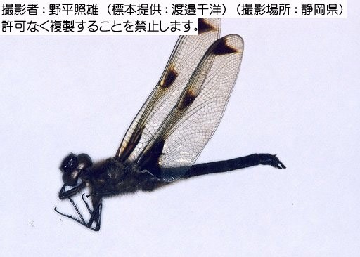 写真を拡大表示します 写真を拡大表示します