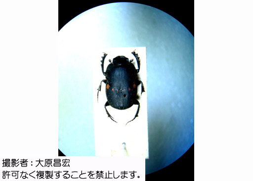 写真を拡大表示します 写真を拡大表示します