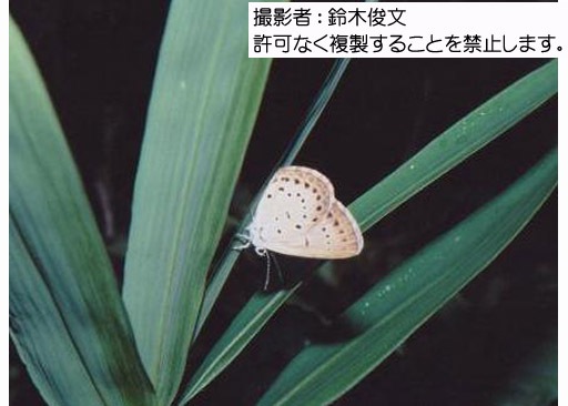 写真を拡大表示します 写真を拡大表示します