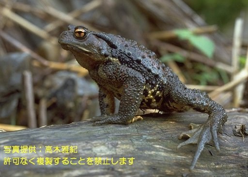 ナガレヒキガエル 187 岐阜県公式ホームページ 環境企画課