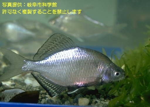 写真を拡大表示します 写真を拡大表示します