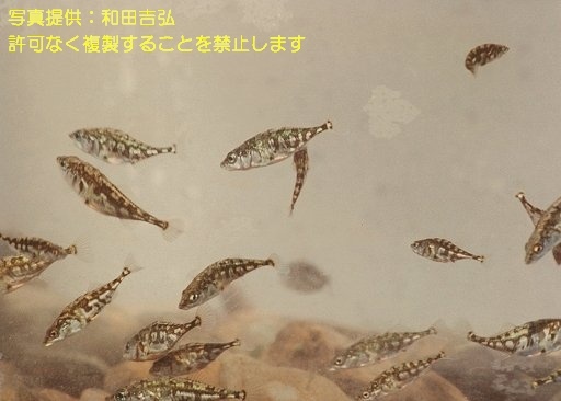 写真を拡大表示します 写真を拡大表示します