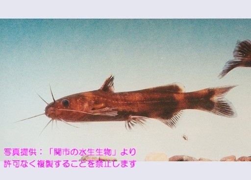 写真を拡大表示します 写真を拡大表示します
