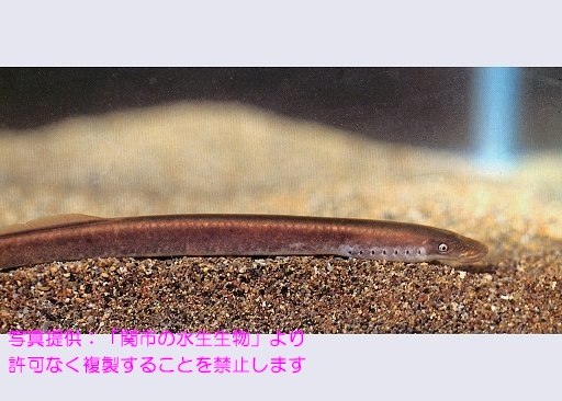 写真を拡大表示します 写真を拡大表示します