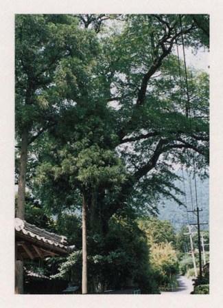 六社神社のムクノキ