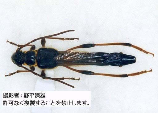 写真を拡大表示します 写真を拡大表示します