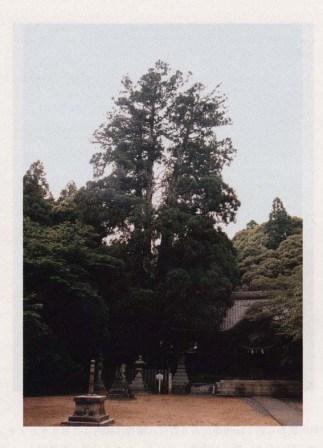 伊富岐神社の大スギ