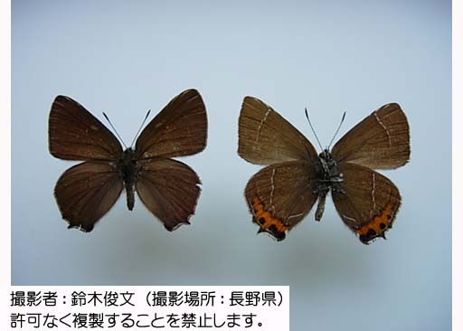 写真を拡大表示します 写真を拡大表示します