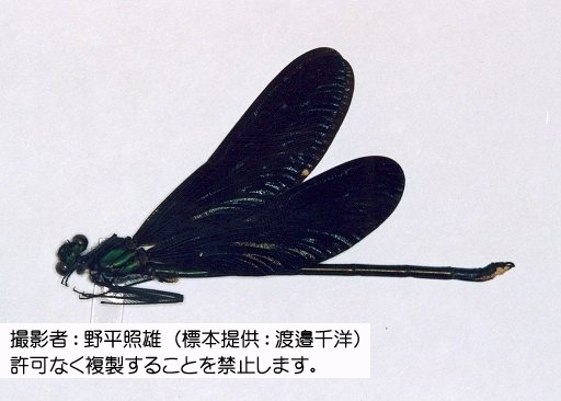 写真を拡大表示します 写真を拡大表示します