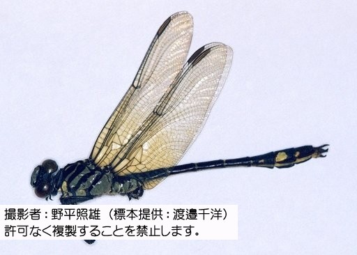 写真を拡大表示します 写真を拡大表示します