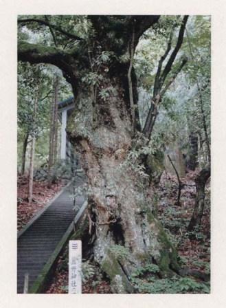 熊野神社のアラカシ