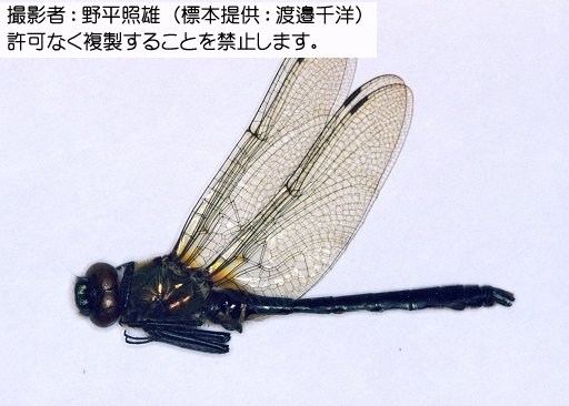 写真を拡大表示します 写真を拡大表示します