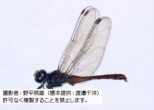 写真を拡大表示します 写真を拡大表示します