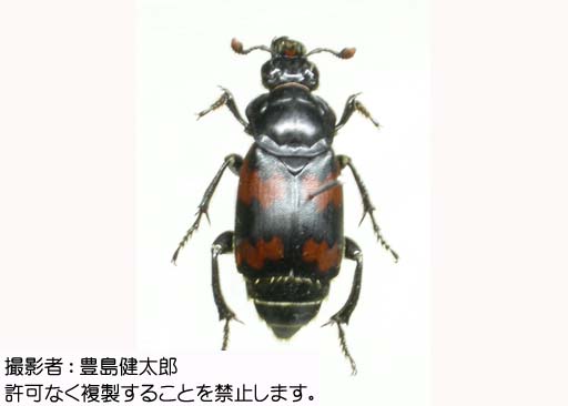 写真を拡大表示します 写真を拡大表示します