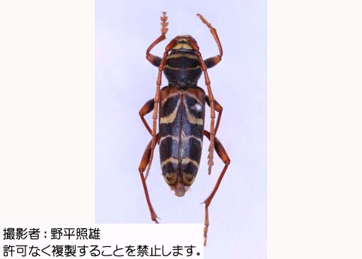 写真を拡大表示します 写真を拡大表示します