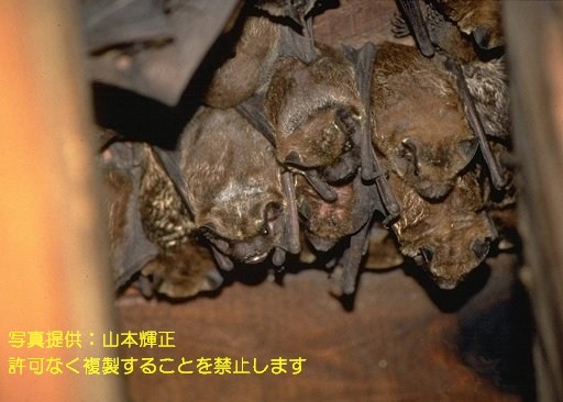 写真を拡大表示します 写真を拡大表示します