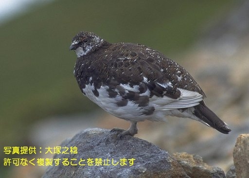 写真を拡大表示します 写真を拡大表示します