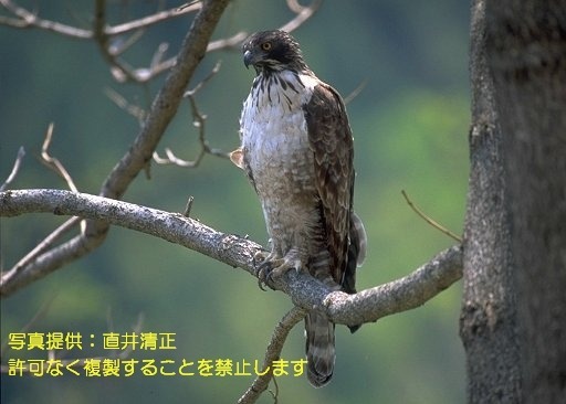 写真を拡大表示します 写真を拡大表示します