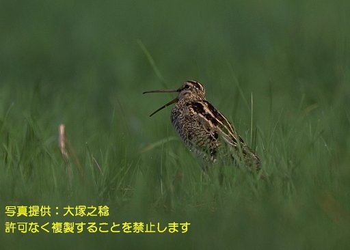 写真を拡大表示します