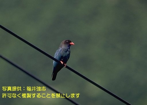 写真を拡大表示します 写真を拡大表示します