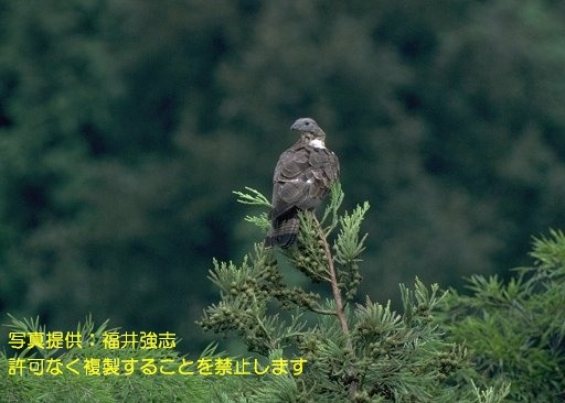 写真を拡大表示します