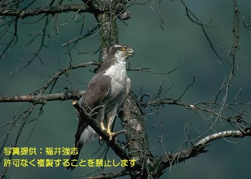 写真を拡大表示します 写真を拡大表示します