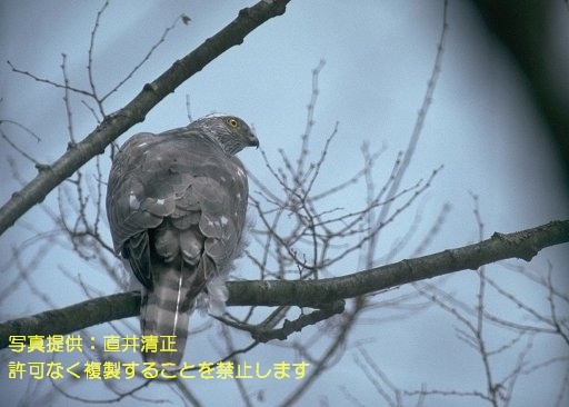 写真を拡大表示します 写真を拡大表示します