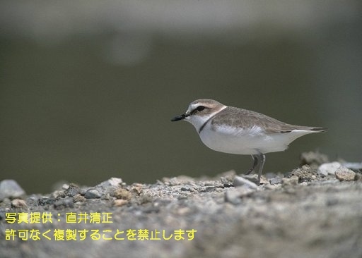 写真を拡大表示します