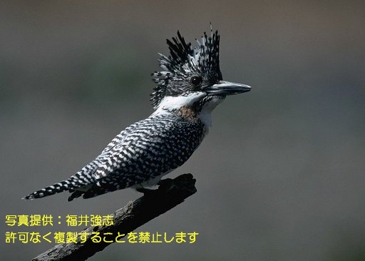 写真を拡大表示します 写真を拡大表示します