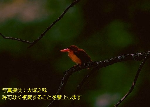 写真を拡大表示します 写真を拡大表示します