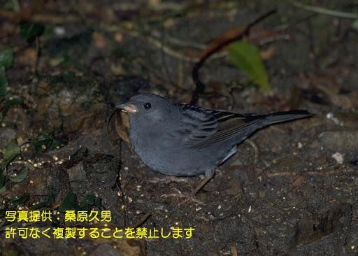写真を拡大表示します 写真を拡大表示します