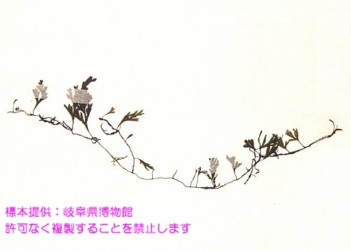 写真を拡大表示します 写真を拡大表示します