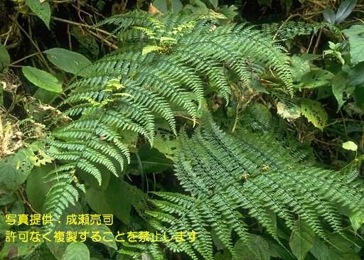 写真を拡大表示します 写真を拡大表示します