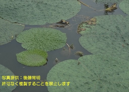 写真を拡大表示します