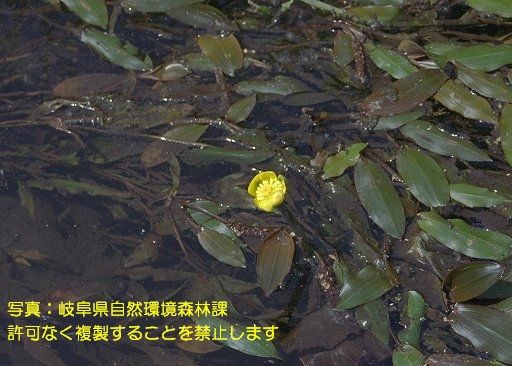 写真を拡大表示します