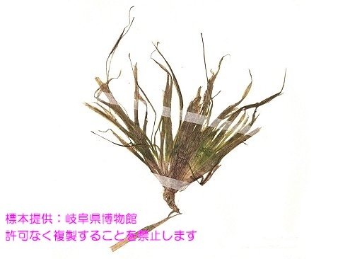 写真を拡大表示します 写真を拡大表示します