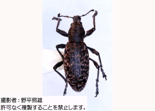 写真を拡大表示します 写真を拡大表示します