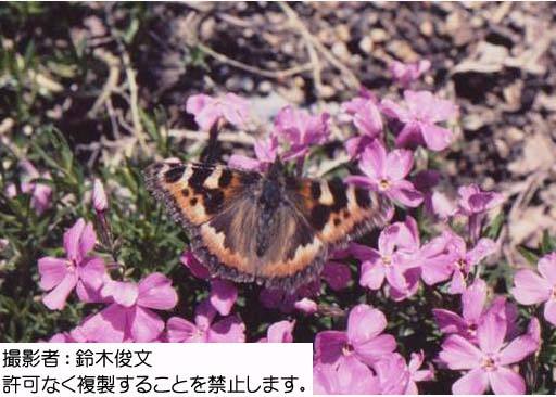 写真を拡大表示します 写真を拡大表示します