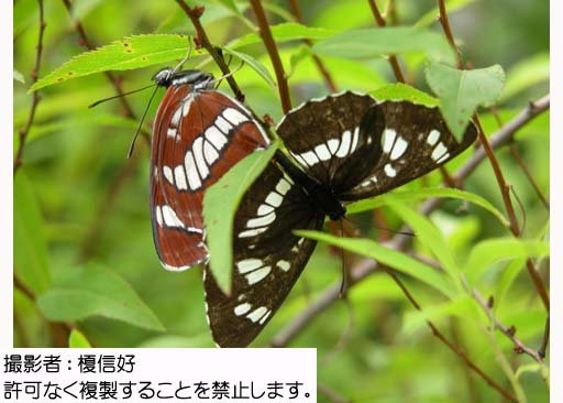 写真を拡大表示します 写真を拡大表示します