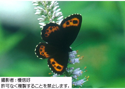 写真を拡大表示します 写真を拡大表示します