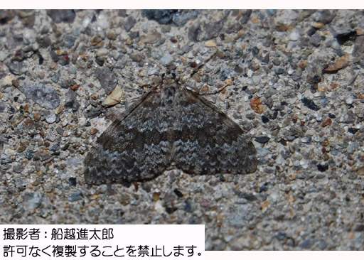写真を拡大表示します 写真を拡大表示します